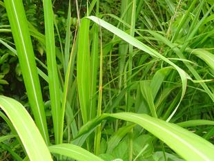 ~ 擬態☆見つけたい! #24 ~