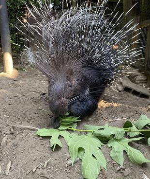 ネイロにたんじょうびプレゼントを！