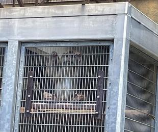 ズーラシアへようこそ！ミート！