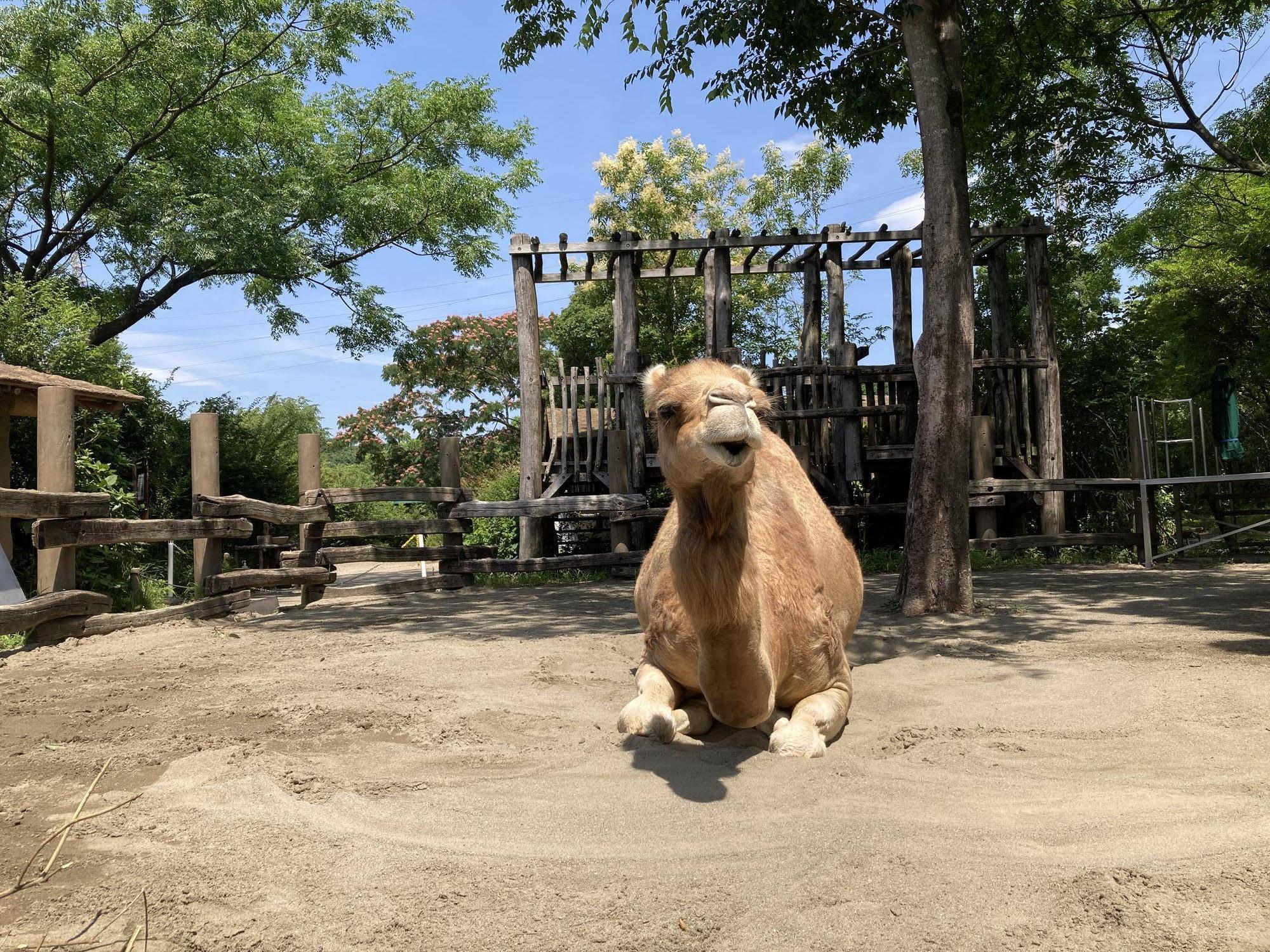 暑い日は......の写真