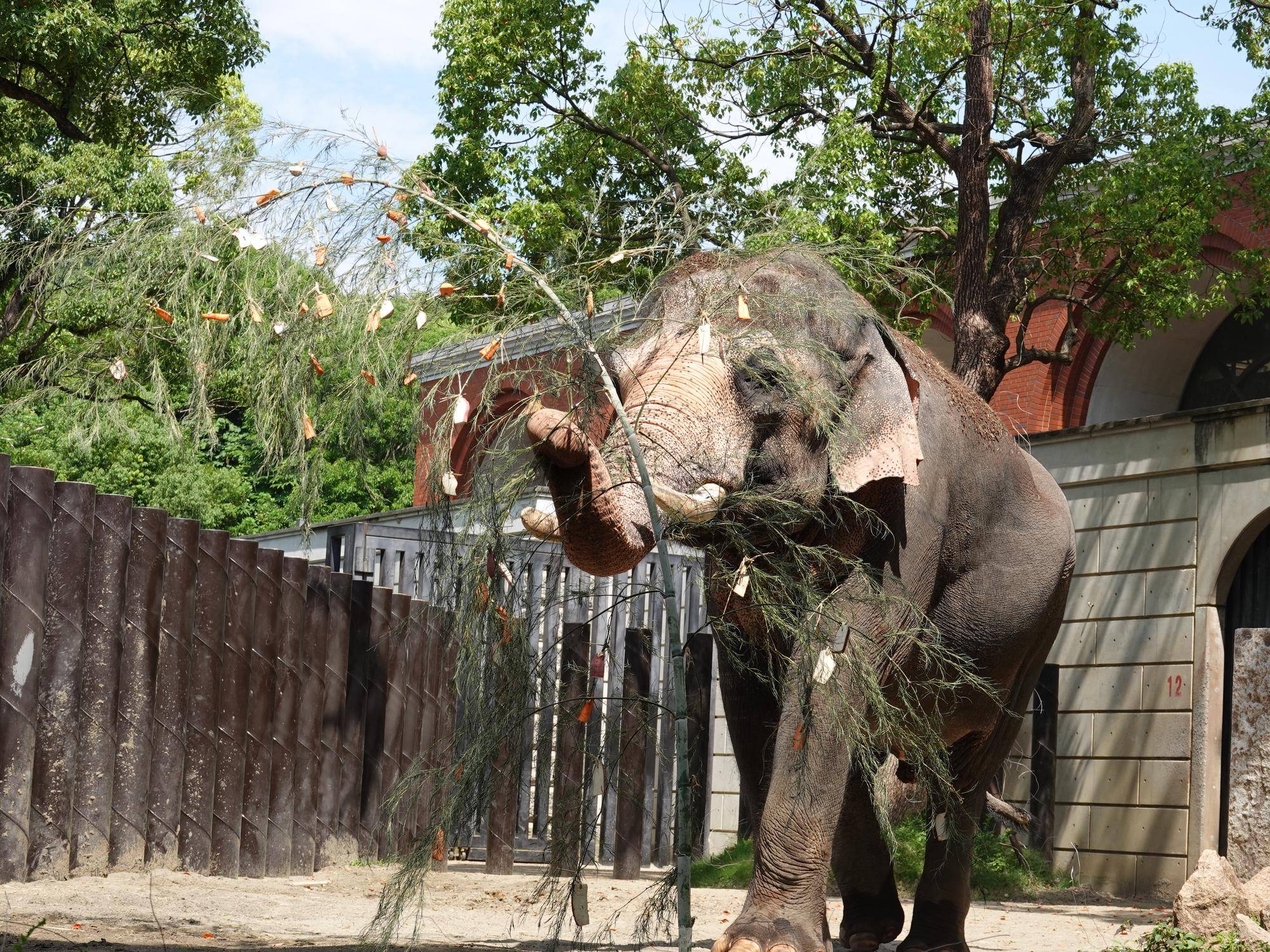年に一度の...🎋の写真