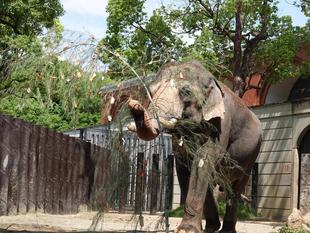 年に一度の...🎋