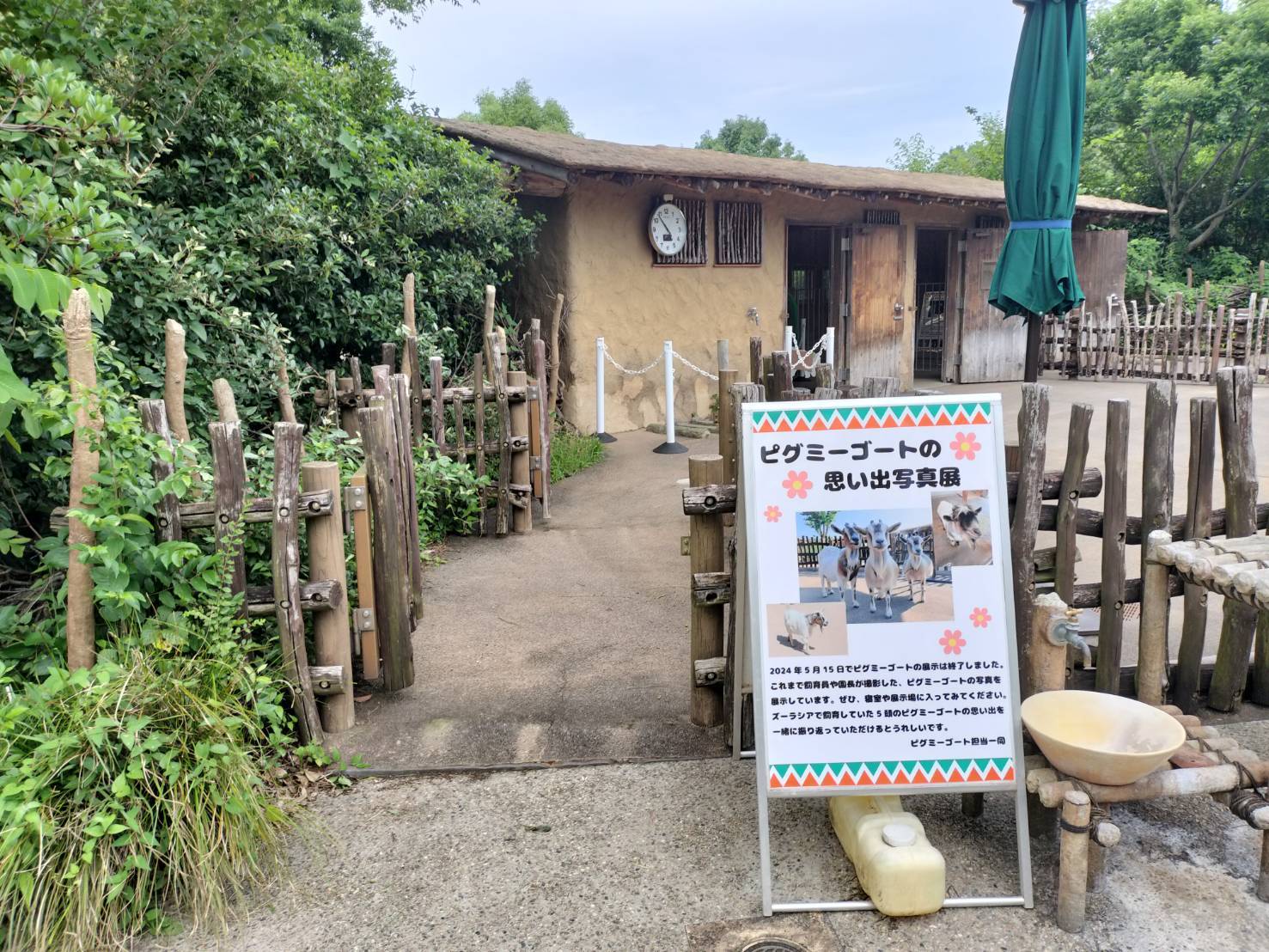 【ピグミーゴートの思い出写真展】開催中!の写真