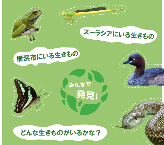 身近な生きものに目を向けてみよう!の写真