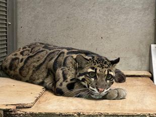 知ってましたか?「世界ウンピョウの日」