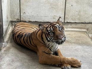 「世界トラの日」イベント開催中です!