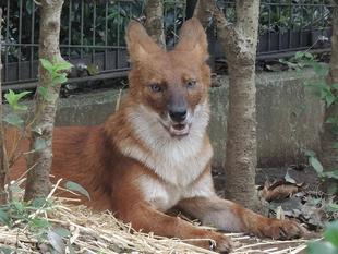 ドールのドローレス