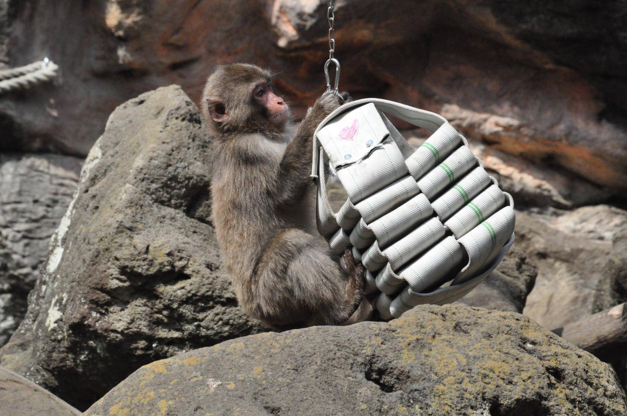 動物園のお仕事🐵サルのフィーダー作り🐵(前編)の写真