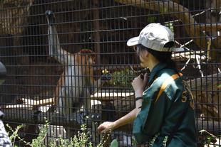 七夕ガイド~テングザル&近隣の動物たち編~