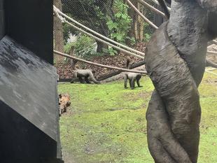 ≪アッサム・ダージリン通信≫展示場デビューします!