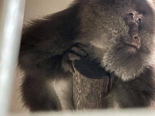 チベットモンキーのミート、展示場馴致を行いました!が...