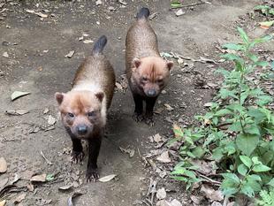 ヤブイヌ通信　パパマルとカノン、同居展示についてのお知らせ