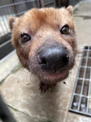 ヤブイヌ通信 人はなぜヤブイヌを見ると「かわいい」と口にしてしまうのか