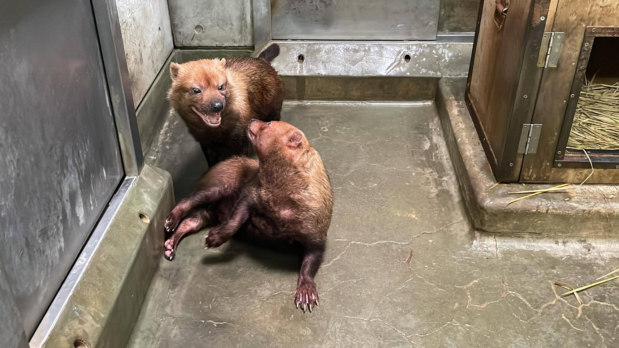 ヤブイヌ通信 パパマルとカノンの距離感の写真