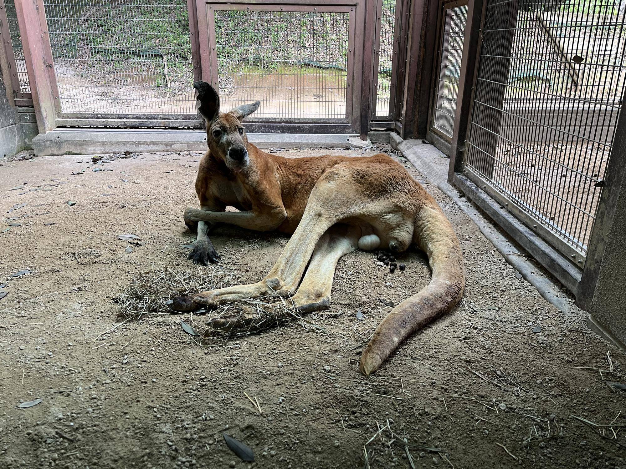 アカカンガルー リクの最近2の写真