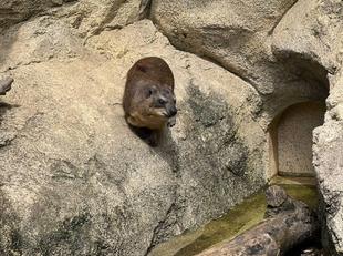 こがねのこだわり⁉