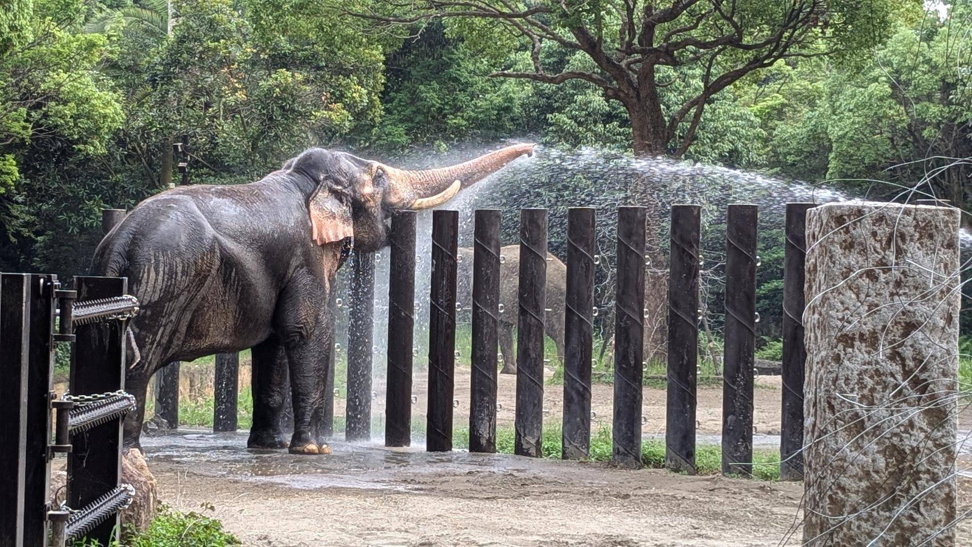 SDGsで「てまえどり」推奨⁉ インドゾウの写真