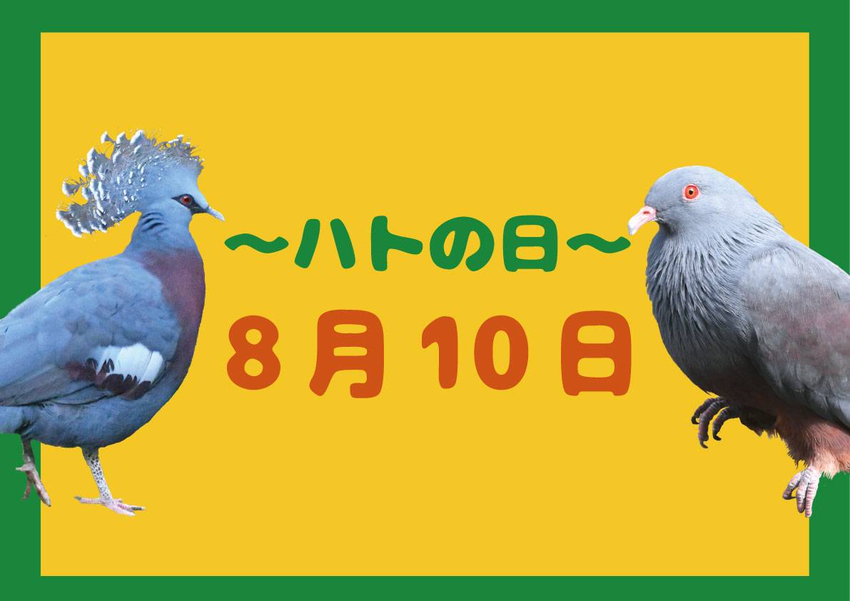 ハトの日🕊️ 8月10日の写真