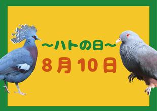 ハトの日🕊️ 8月10日