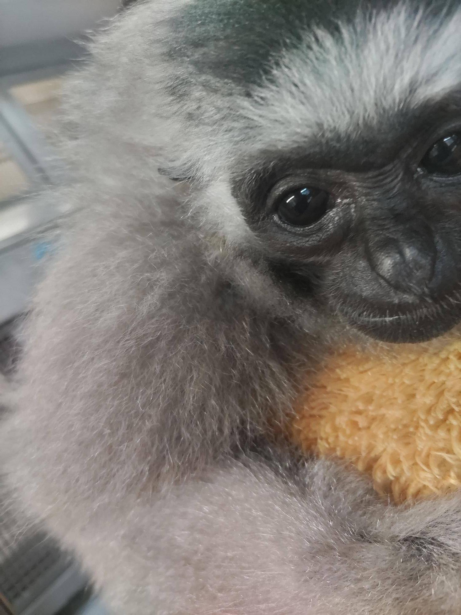 ボウシテナガザルの毛質いろいろの写真