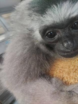 ボウシテナガザルの毛質いろいろ