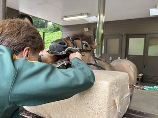 馬の口の中をのぞいてみよう!