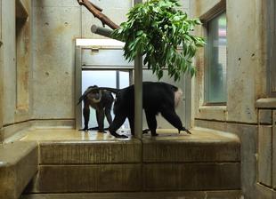 シシオザルの6月