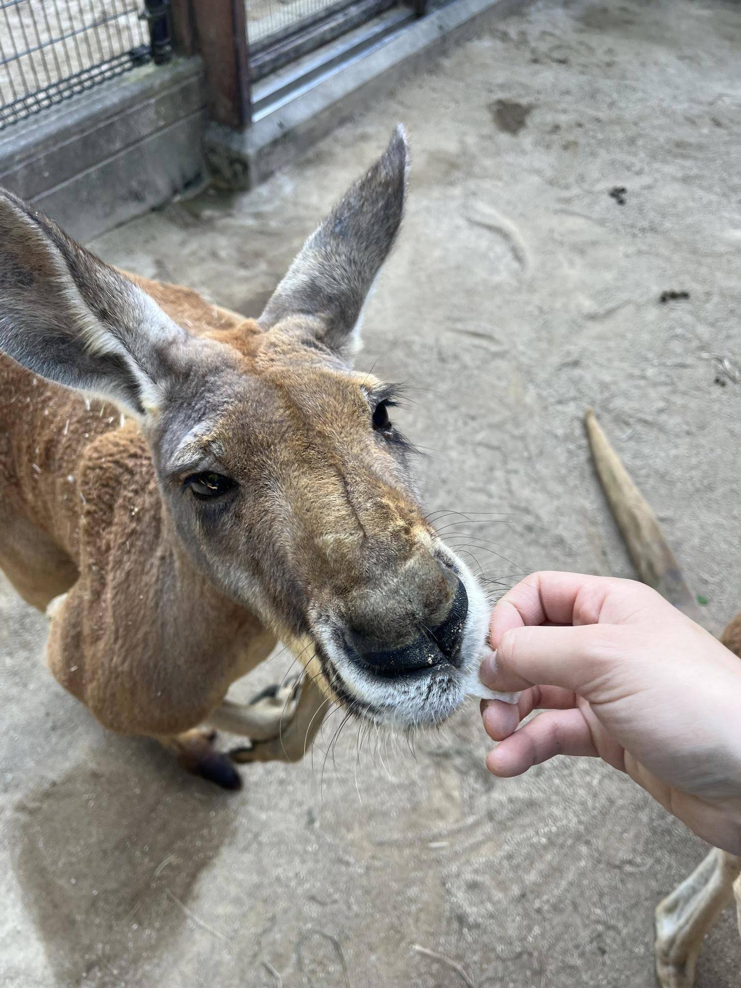 アカカンガルーとニンジン、時々リンゴの写真