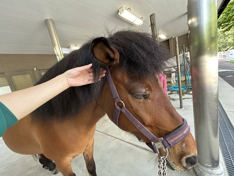 馬の飼育員になってみよう~準備編~の写真