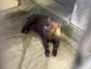 ヤブイヌ通信 暑い夏に、ヤブイヌが伸びている