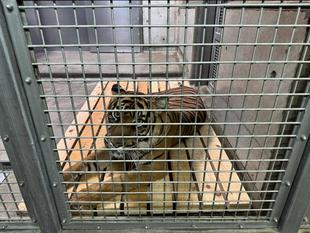 ムジュ、いかがでしょうか?