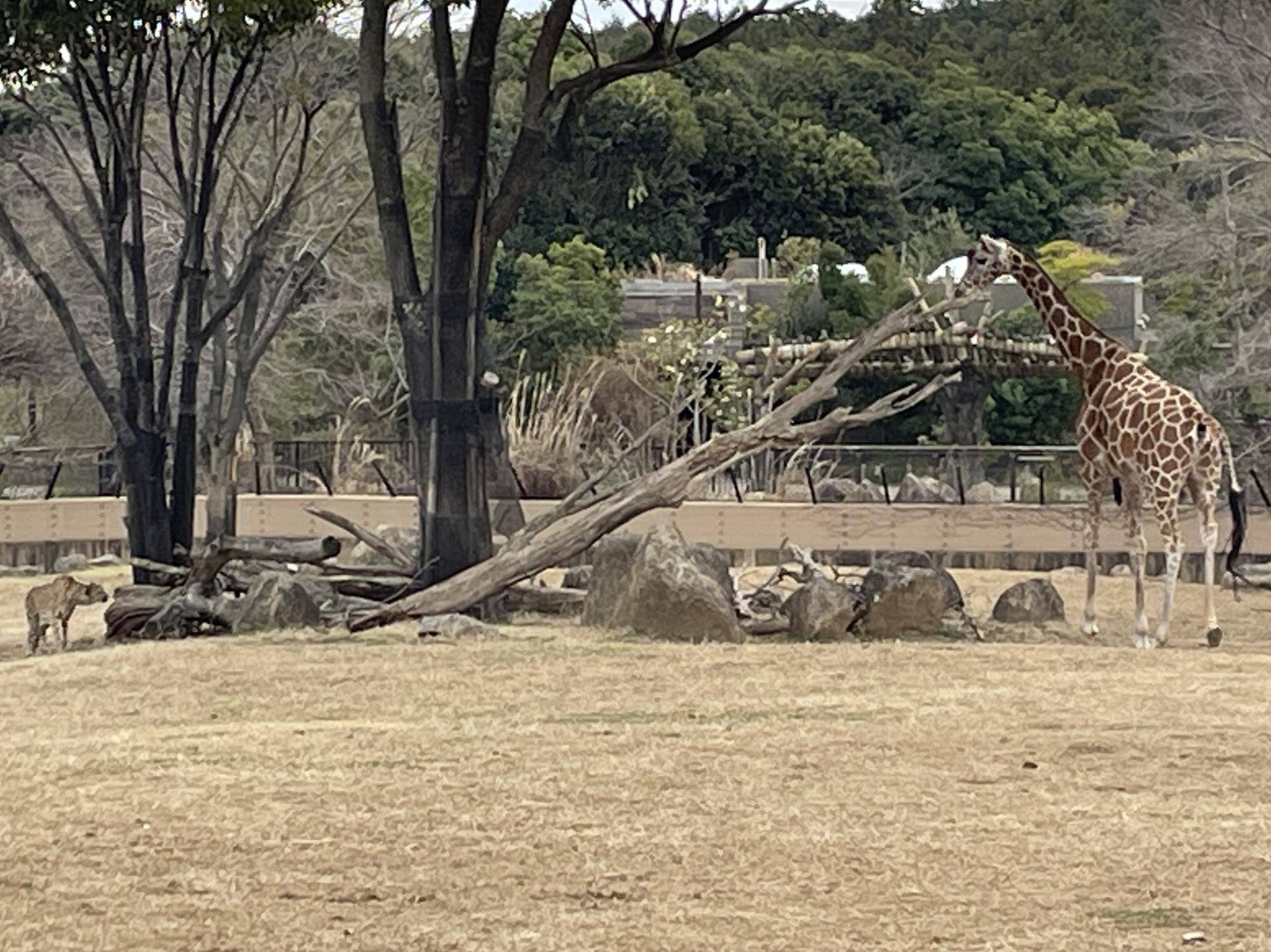 サバンナブログ クラリスとキリンの写真