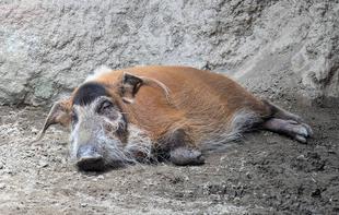 夏のイノシシたち🐗