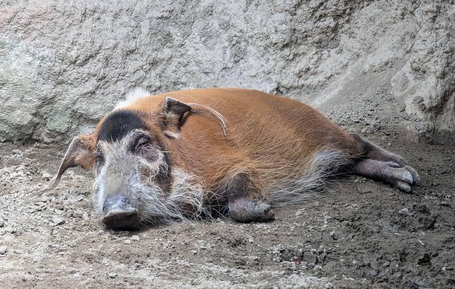 夏のイノシシたち🐗の写真