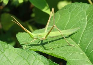 ~ 身近な生きもの展 今週のピックアップ⑫最終回 ~