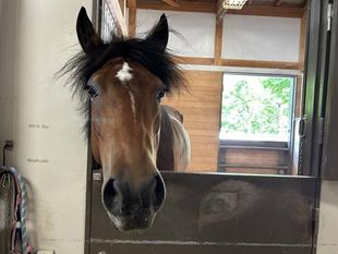 ぱかぱか広場からひき馬イベント変更のおしらせ