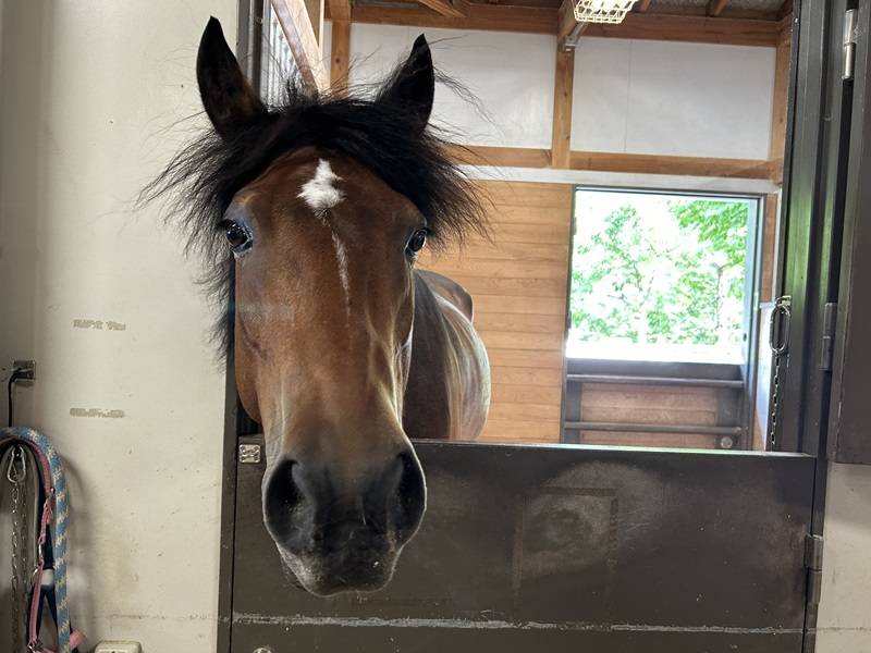 ぱかぱか広場からひき馬イベント変更のおしらせの写真