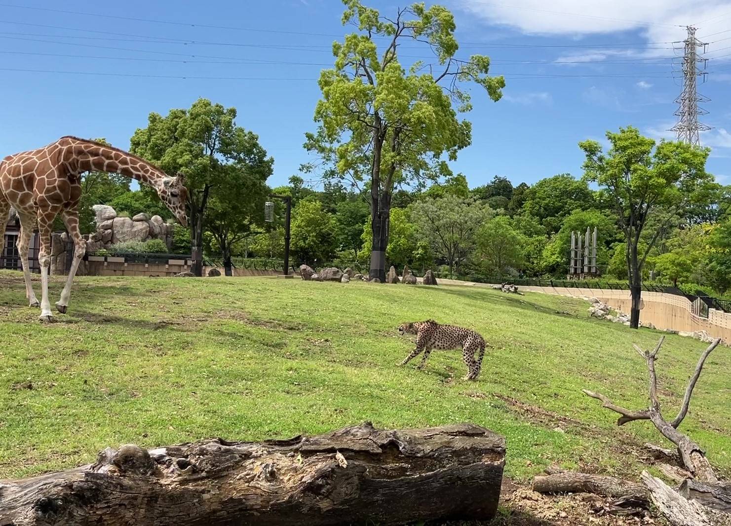 サバンナブログ クラリスとキリン②の写真