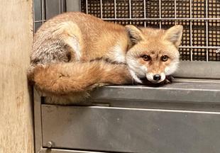 ホンドギツネのミンカについてのお知らせ