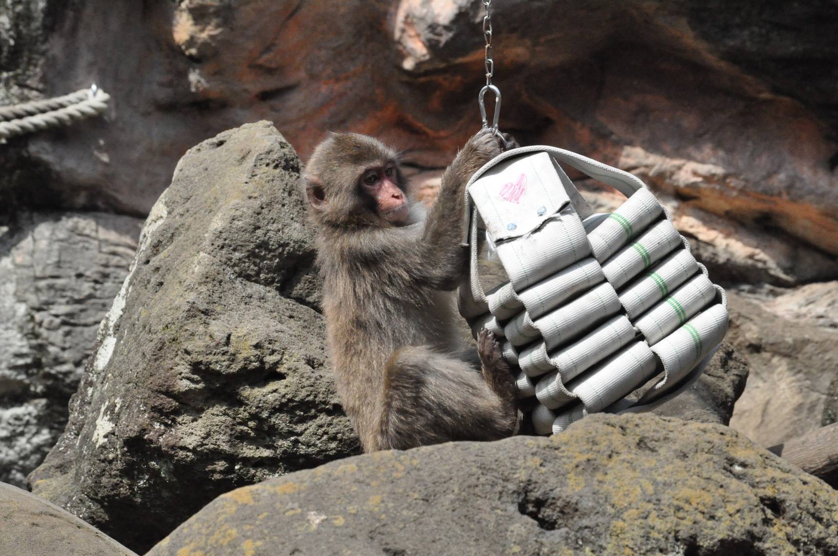 動物園のお仕事🐵サルのフィーダー作り🐵(後編)の写真