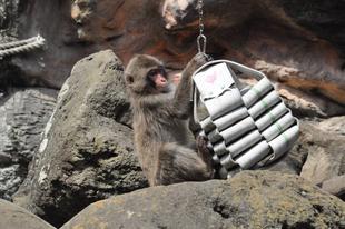 動物園のお仕事🐵サルのフィーダー作り🐵(後編)