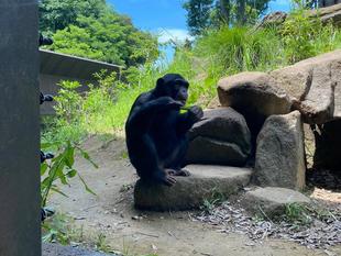 七夕イベントの竹を再利用しました！～チンパンジー～