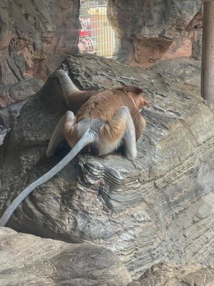 暑い日のテングザル☆*+。