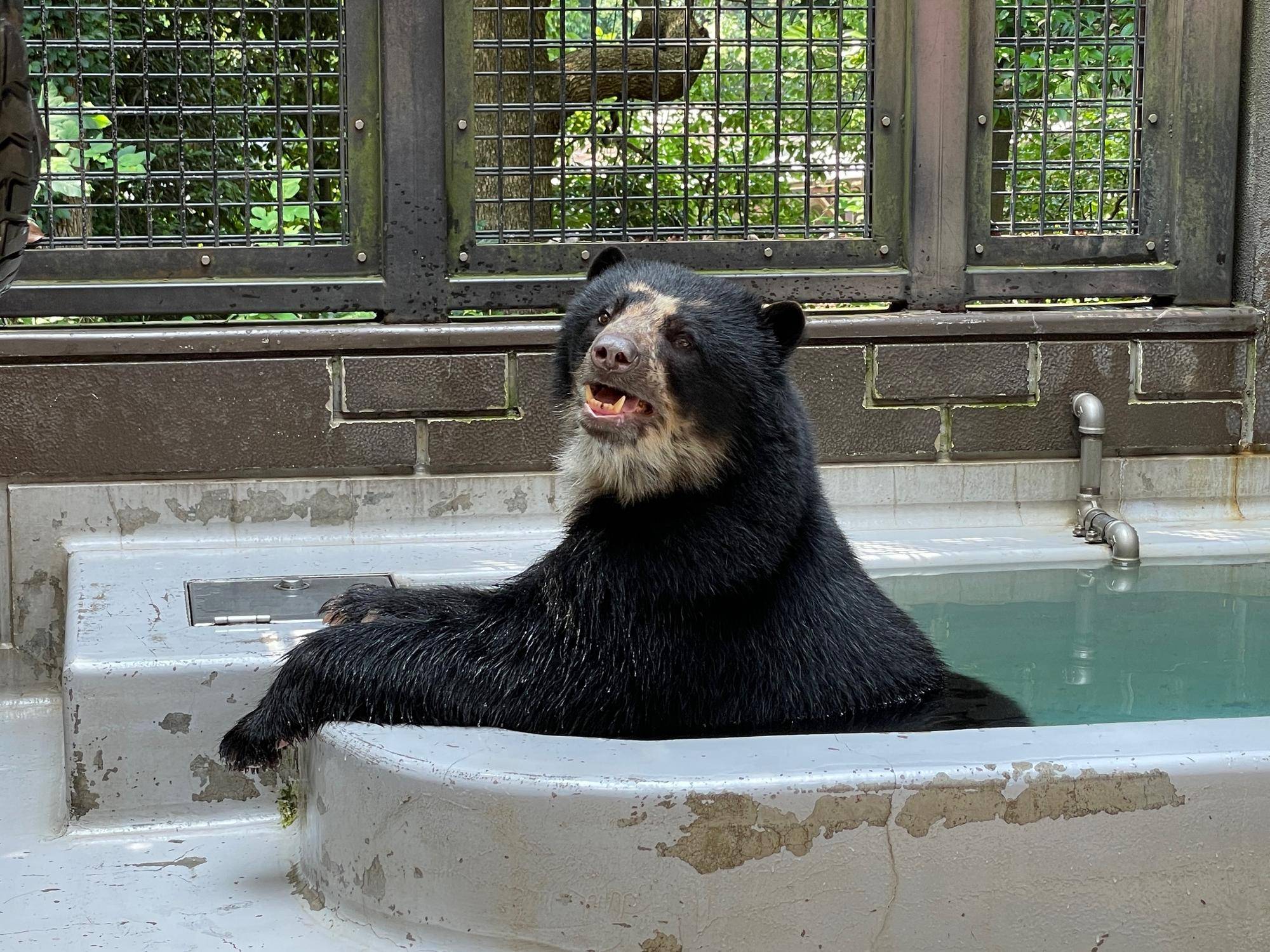 メガネ👓通信 メガネグマ展示に関するお知らせの写真