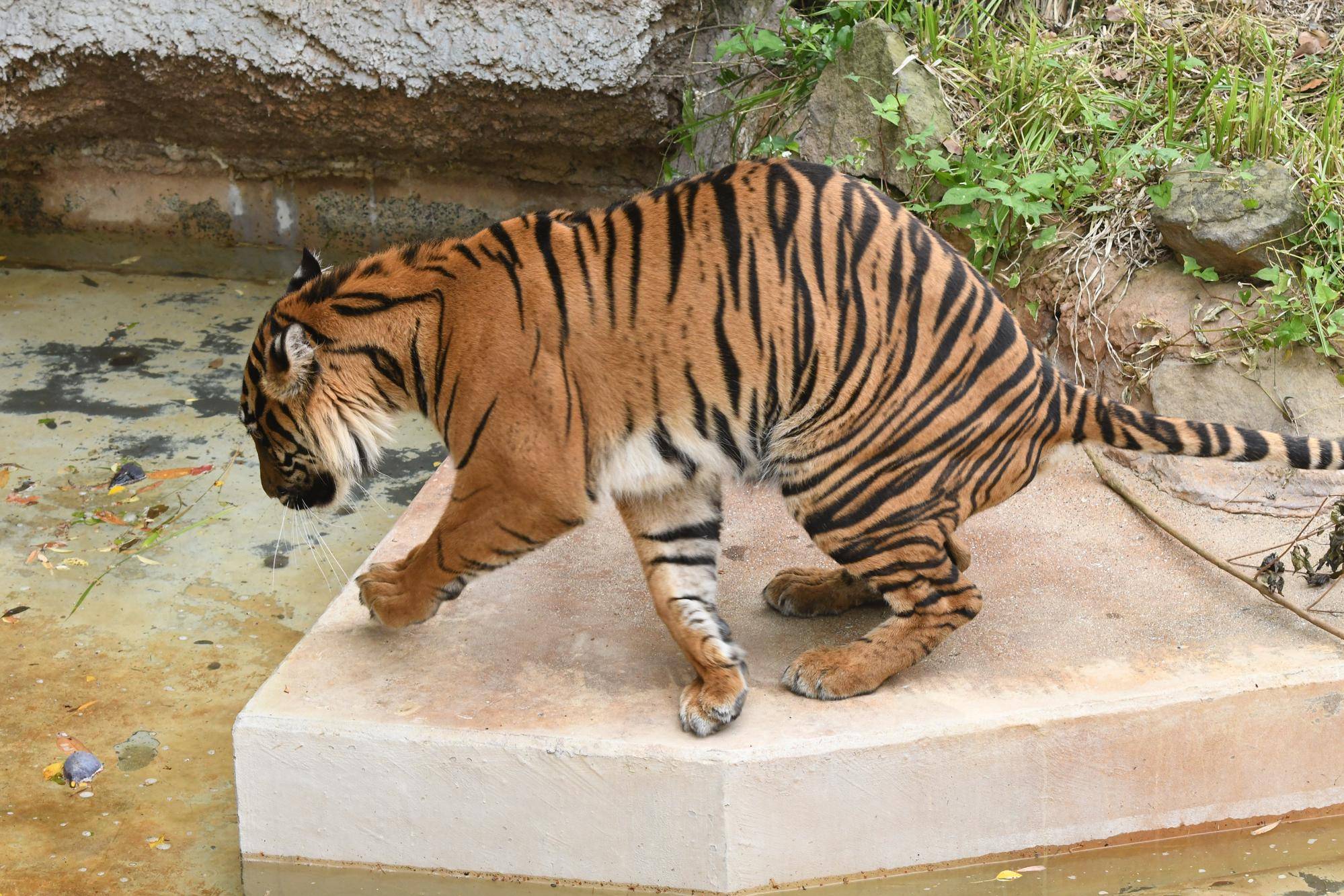 比べてみるトラの模様の写真