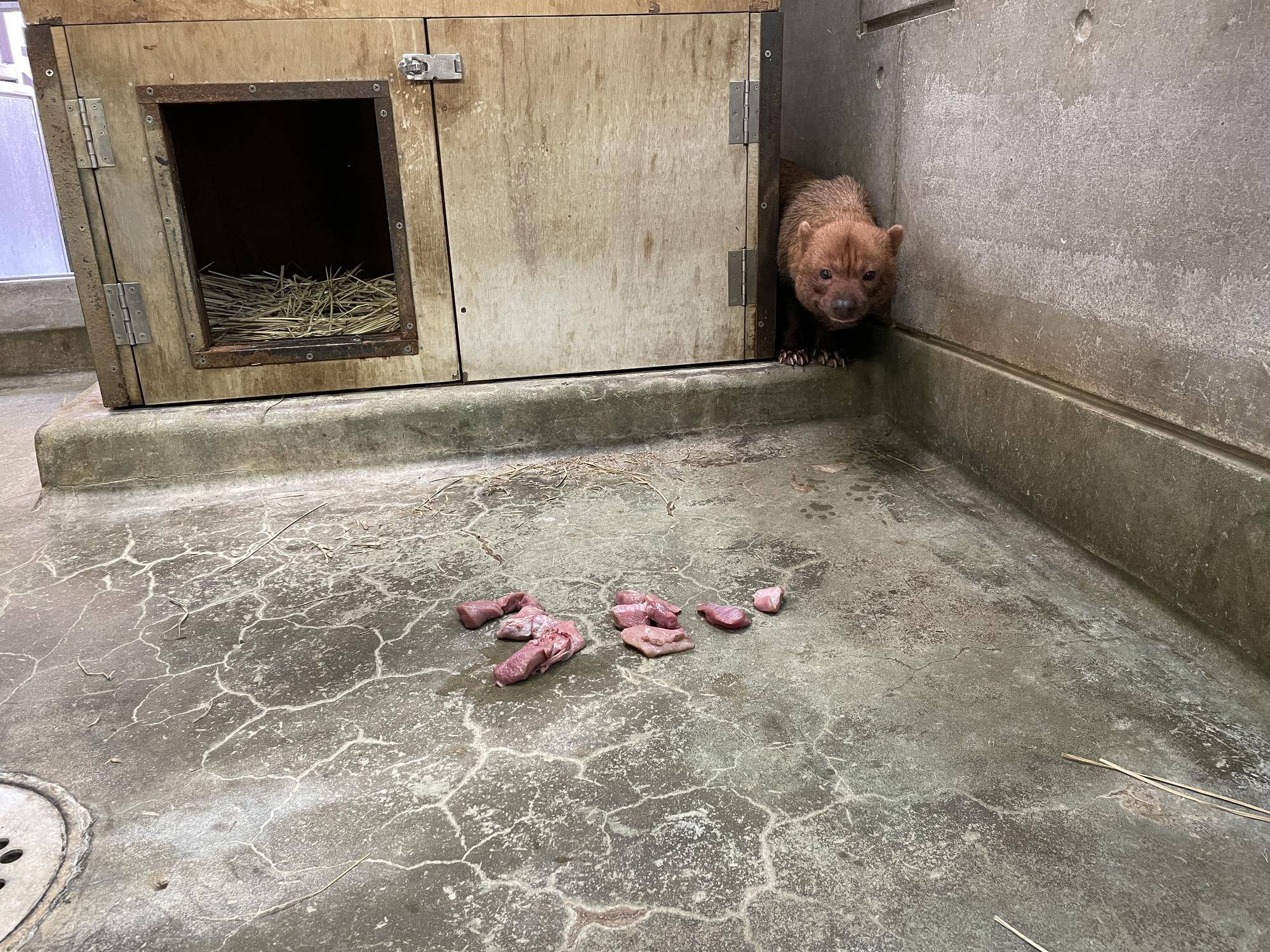 ヤブイヌ通信 カノン、3歳おめでとう‼︎の写真