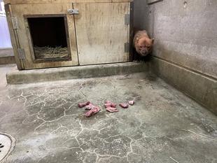 ヤブイヌ通信 カノン、3歳おめでとう‼︎