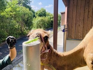 ラクダとカマキリ