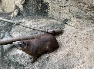 こがね2歳になりました！