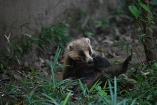まちがえないでね🦡